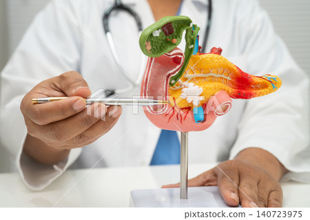 Pancreatitis, pancreatic cancer, Asian doctor with pancreas, gallbladder and bile duct human anatomy model at hospital. Pancreatitis, pancreatic cancer, Asian doctor with pancreas, gallbladder and bile duct human anatomy model at hospital. 140723975