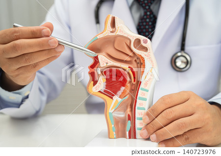 Asian doctor with nasal oral throat cavity neck human anatomy model for study diagnosis and treatment in hospital. Asian doctor with nasal oral throat cavity neck human anatomy model for study diagnosis and treatment in hospital. 140723976