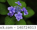 Hydrangeic flowers wet in the rain 140724013