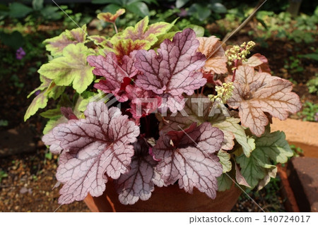 Heucherella planted together Heucherella planted together 140724017