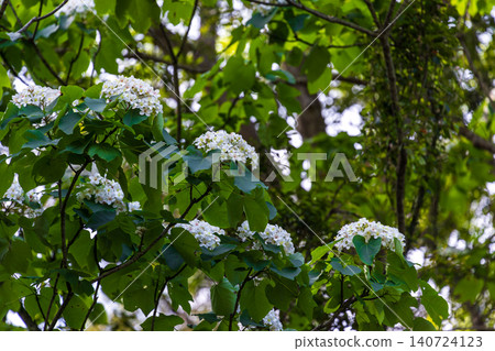 Close-up of snow-white tung blossoms in full bloom and fallen petals in spring. 140724123