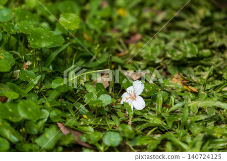 Close-up of snow-white tung blossoms in full bloom and fallen petals in spring. 140724125