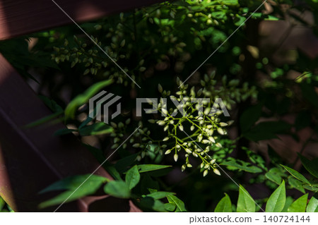 陽光穿透木柵欄與盛開綠意南天竹花蕾特寫 陽光穿透木柵欄與盛開綠意南天竹花蕾特寫 140724144