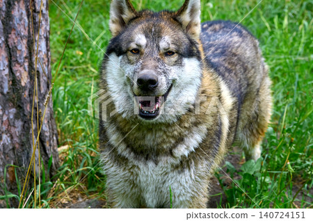 Quest in forest.Laika dog hunting with a dirty muzzle after a swamp Quest in forest.Laika dog hunting with a dirty muzzle after a swamp 140724151