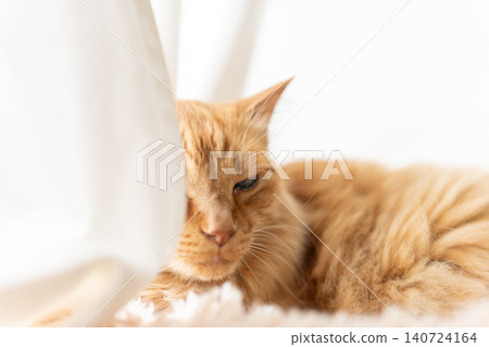 Cute cat relaxing by the window: brown tabby cat Cute cat relaxing by the window: brown tabby cat 140724164