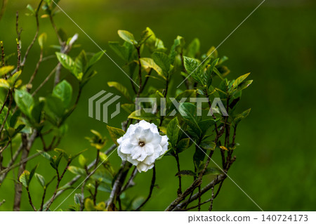 A close-up of pure white gardenias blooming after the rain against a backdrop of lush green leaves. 140724173