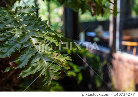 Close-up of the light and shadow on the old wooden house at Shengxing Station and the giant staghorn fern decorations in a literary and artistic style Close-up of the light and shadow on the old wooden house at Shengxing Station and the giant staghorn fern decorations in a literary and artistic style 140724277