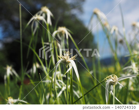 White egret sedge (Cyperus serrata) with white and green flowers in the sunlight. White egret sedge (Cyperus serrata) with white and green flowers in the sunlight. 140724310