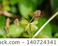 Yaegura fruit 140724341
