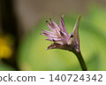 Double-flowered hosta 140724342