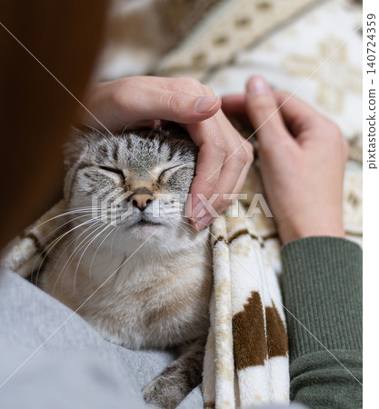Owners touching their cute cats Owners touching their cute cats 140724359
