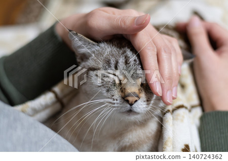 主人撫摸著他們可愛的貓咪 主人撫摸著他們可愛的貓咪 140724362