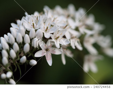 The pretty white flowers of loosestrife blooming in June The pretty white flowers of loosestrife blooming in June 140724458