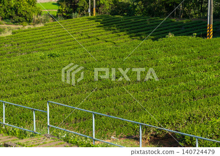 The verdant terraced tea plantations of Tongluo in Miaoli, the sea of tung blossoms in the distant mountains, and the scenery traversed by Taiwan Railway trains. 140724479