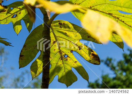 A close-up shot of sunlight filtering through the huge, broad leaves of a breadfruit tree against a backdrop of a clear blue sky. A close-up shot of sunlight filtering through the huge, broad leaves of a breadfruit tree against a backdrop of a clear blue sky. 140724562