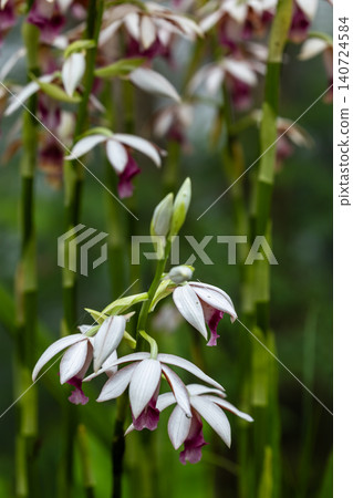 Wild orchids blooming gracefully in the mist, bathed in warm lighting. Wild orchids blooming gracefully in the mist, bathed in warm lighting. 140724584