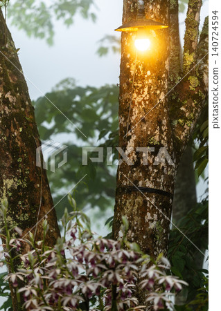 Wild orchids blooming gracefully in the mist, bathed in warm lighting. Wild orchids blooming gracefully in the mist, bathed in warm lighting. 140724594