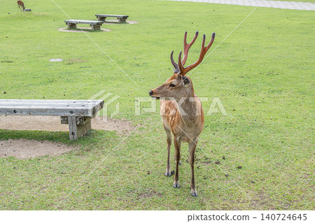 Deer in Nara Park Deer in Nara Park 140724645