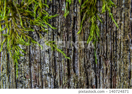 Close-up view of green moss growing on rough bark in a natural forest setting during daytime showcasing intricate textures and details of wood and plant life 140724871