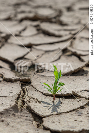 New plant sprouts from cracked dry earth during a sunny day symbolizing resilience and hope in a challenging environment New plant sprouts from cracked dry earth during a sunny day symbolizing resilience and hope in a challenging environment 140724936