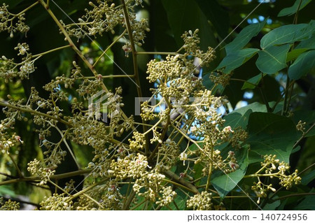 Chinese parasol tree flowers - June 2026 Chinese parasol tree flowers - June 2026 140724956