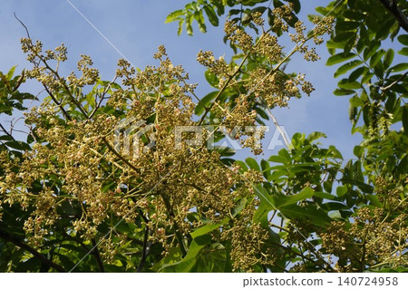 Chinese parasol tree flowers - June 2026 Chinese parasol tree flowers - June 2026 140724958