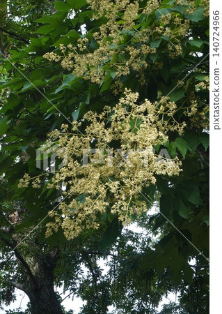 Chinese parasol tree flowers - June 2026 Chinese parasol tree flowers - June 2026 140724966