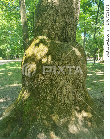 Old mighty tree with large growth on trunk and green mossy texture of bark in summer park Old mighty tree with large growth on trunk and green mossy texture of bark in summer park 140725171