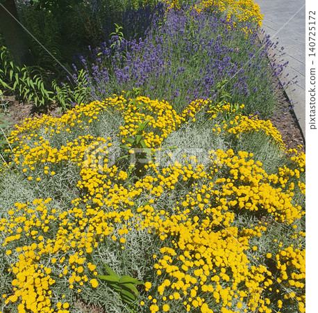 Bright landscape flowerbed with blooming yellow santolina and purple lavender along a city path. Beautiful summer garden Bright landscape flowerbed with blooming yellow santolina and purple lavender along a city path. Beautiful summer garden 140725172