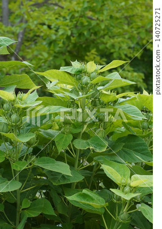 美國木槿花蕾,2026年6月 美國木槿花蕾,2026年6月 140725271