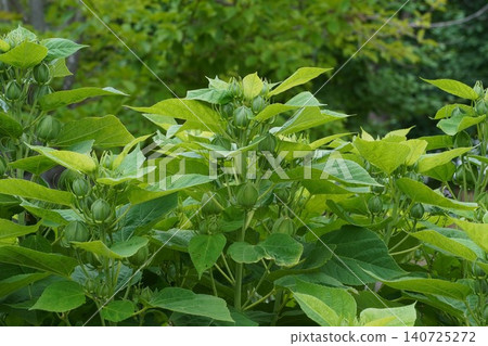 American hibiscus buds, June 2026 American hibiscus buds, June 2026 140725272