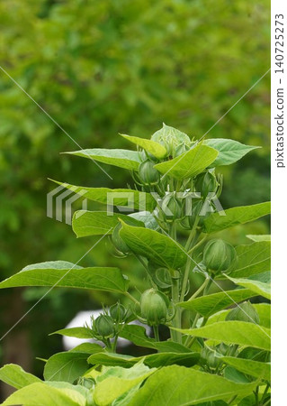 American hibiscus buds, June 2026 American hibiscus buds, June 2026 140725273