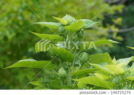 American hibiscus buds, June 2026 American hibiscus buds, June 2026 140725274