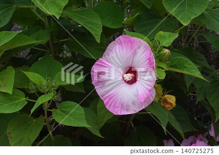 American hibiscus flower, June 2026 140725275