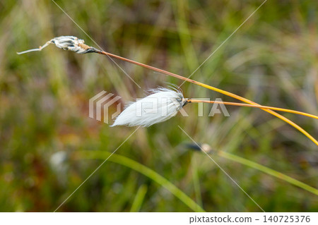 Eriophorum Vaginatum Cotton Grass Seed Head in Latvian Bog Wetland with Soft Natural Background Eriophorum Vaginatum Cotton Grass Seed Head in Latvian Bog Wetland with Soft Natural Background 140725376