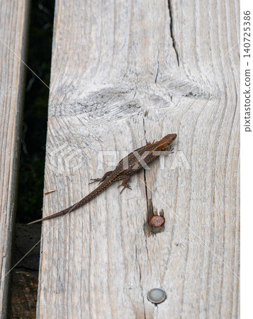 Viviparous Lizard Zootoca Vivipara Resting on Wooden Boardwalk in Latvian Wetland Habitat Scene 140725386