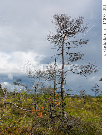 Ancient Pine Trees and Storm Clouds Over Dunika Swamp Peat Bog Landscape in Latvia Nature View Ancient Pine Trees and Storm Clouds Over Dunika Swamp Peat Bog Landscape in Latvia Nature View 140725391