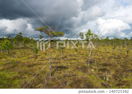 Solitary Pine Tree in Dunika Swamp Under Dramatic Storm Clouds in Latvia Wetland Landscape View Solitary Pine Tree in Dunika Swamp Under Dramatic Storm Clouds in Latvia Wetland Landscape View 140725392