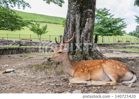A stag relaxing at the foot of Mount Wakakusa in Nara Park. A stag relaxing at the foot of Mount Wakakusa in Nara Park. 140725420
