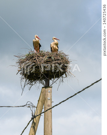 Pair of White Storks Standing in Nest on Utility Pole Under Cloudy Sky in Latvia Countryside Pair of White Storks Standing in Nest on Utility Pole Under Cloudy Sky in Latvia Countryside 140725436