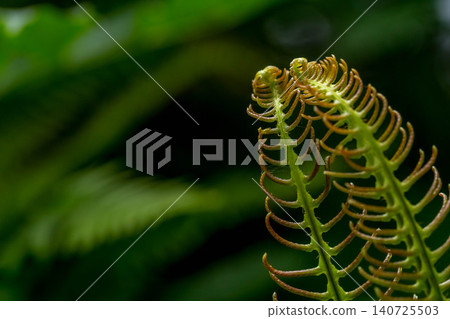 聖林中的水生植物 140725503