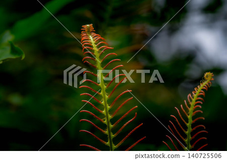 聖林中的水生植物 140725506