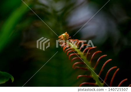 聖林中的水生植物 140725507