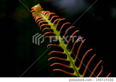 聖林中的水生植物 聖林中的水生植物 140725508