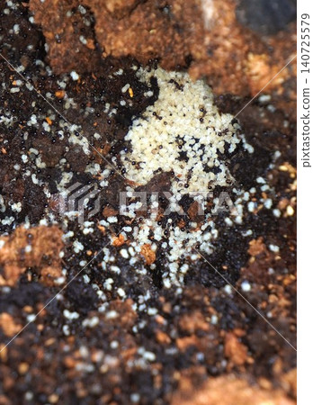 Ants found on a cherry tree stump - June 2026 Ants found on a cherry tree stump - June 2026 140725579