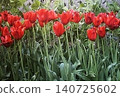 A landscape lined with red tulips. 140725602