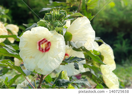 Hibiscus in cottage garden. Ornamental plants for hedges and for elegance of their flowers. Summer morning. Cultivated in romantic gardens and greenhouses. 140725638