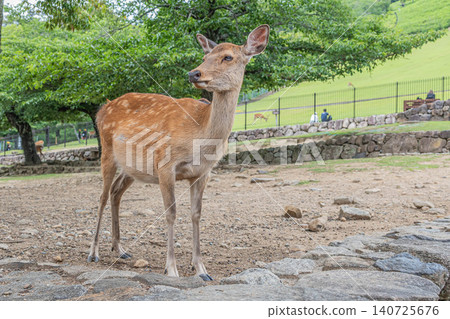 Deer at the foot of Mount Wakakusa, Nara Park Deer at the foot of Mount Wakakusa, Nara Park 140725676