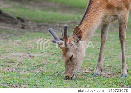 A stag grazing on grass at the foot of Wakakusayama Mountain, Nara Park. A stag grazing on grass at the foot of Wakakusayama Mountain, Nara Park. 140725678