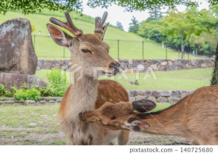 在奈良公園若草山腳下,鹿群互相梳理毛髮 在奈良公園若草山腳下,鹿群互相梳理毛髮 140725680